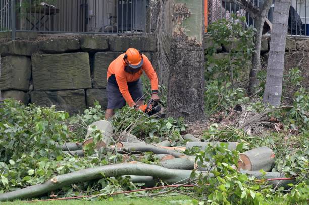 Reliable Milford, NJ Tree Service Solutions